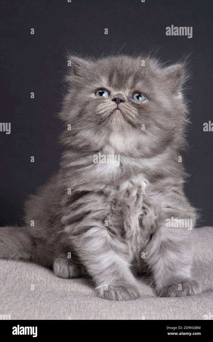 Dolce foto di un gattino di ragamuffin grigio soffice di 5 settimane. Foto Stock