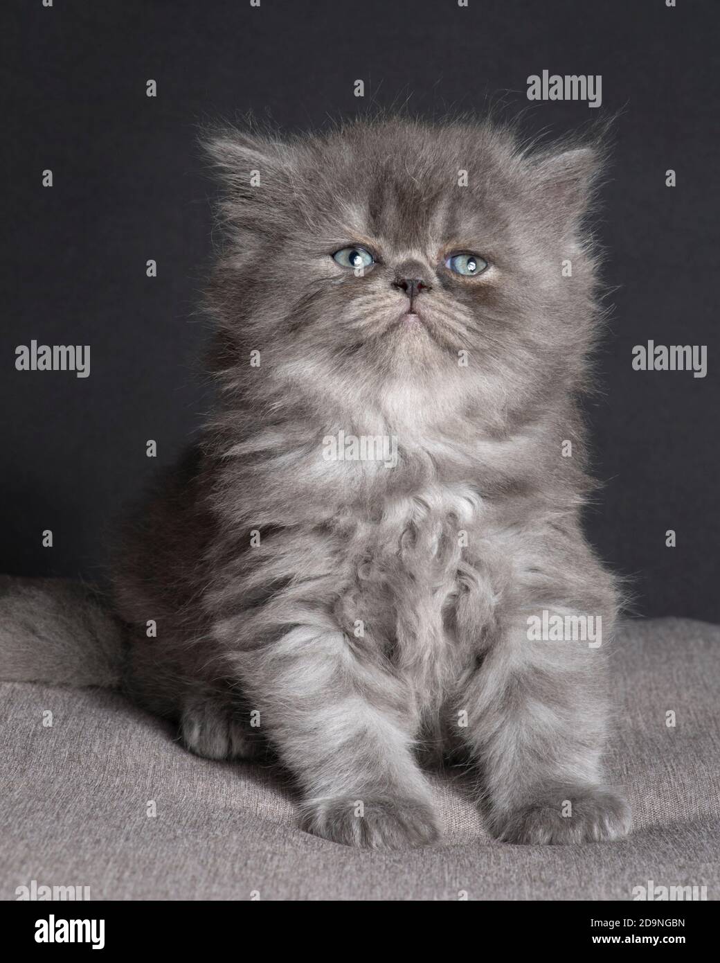 Dolce foto di un gattino di ragamuffin grigio soffice di 5 settimane. Foto Stock