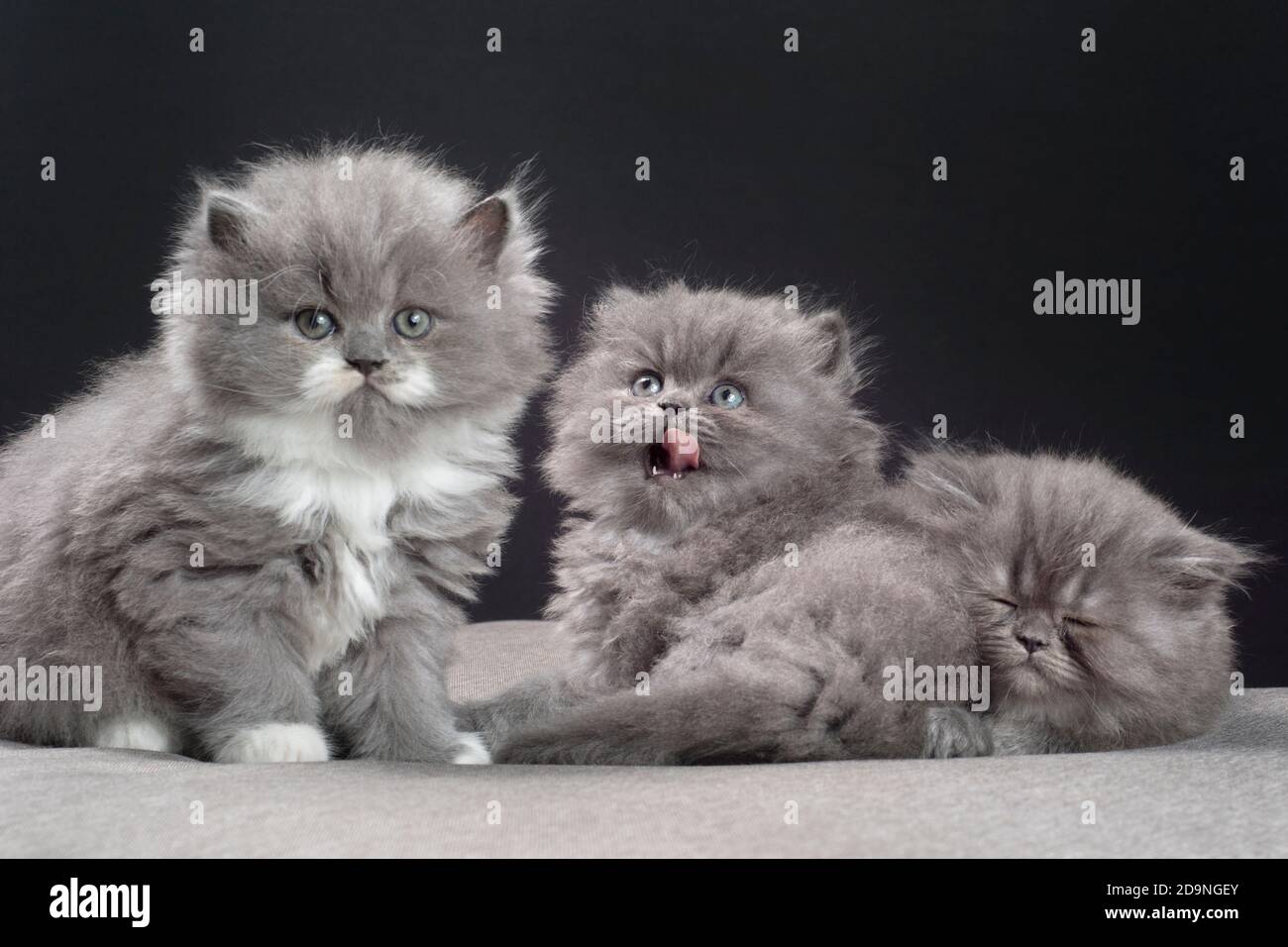 Tre gattini di ragamuffin grigio e bianco di cinque settimane. Foto Stock