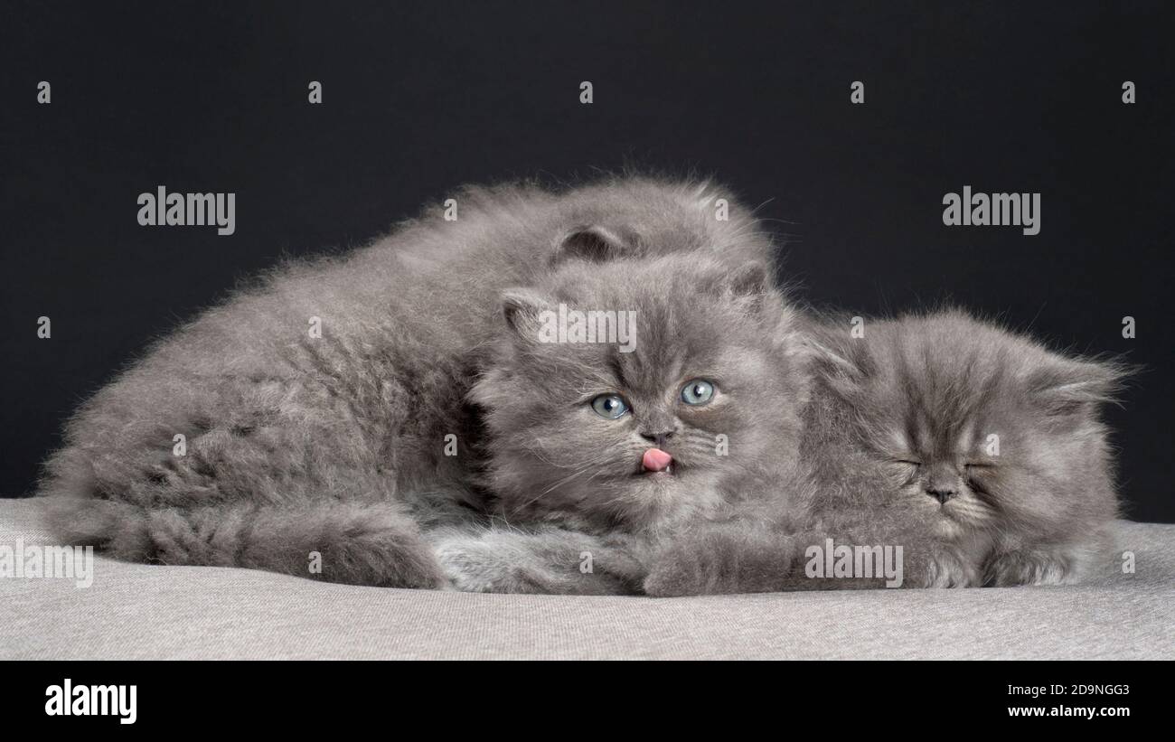 Adorabili ragamuffin gattini di 5 settimane. Foto Stock