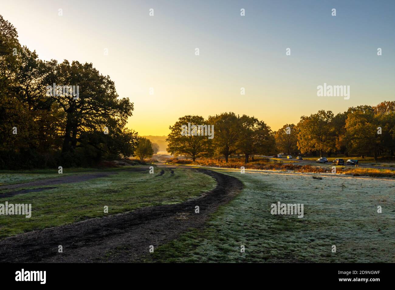 Cervi rossi (Cervus elaphus) alla luce del mattino a Richmond Park, Richmond, Londra, nel sud-est dell'Inghilterra, nella stagione della caccia tra la fine dell'autunno e l'inizio dell'inverno Foto Stock