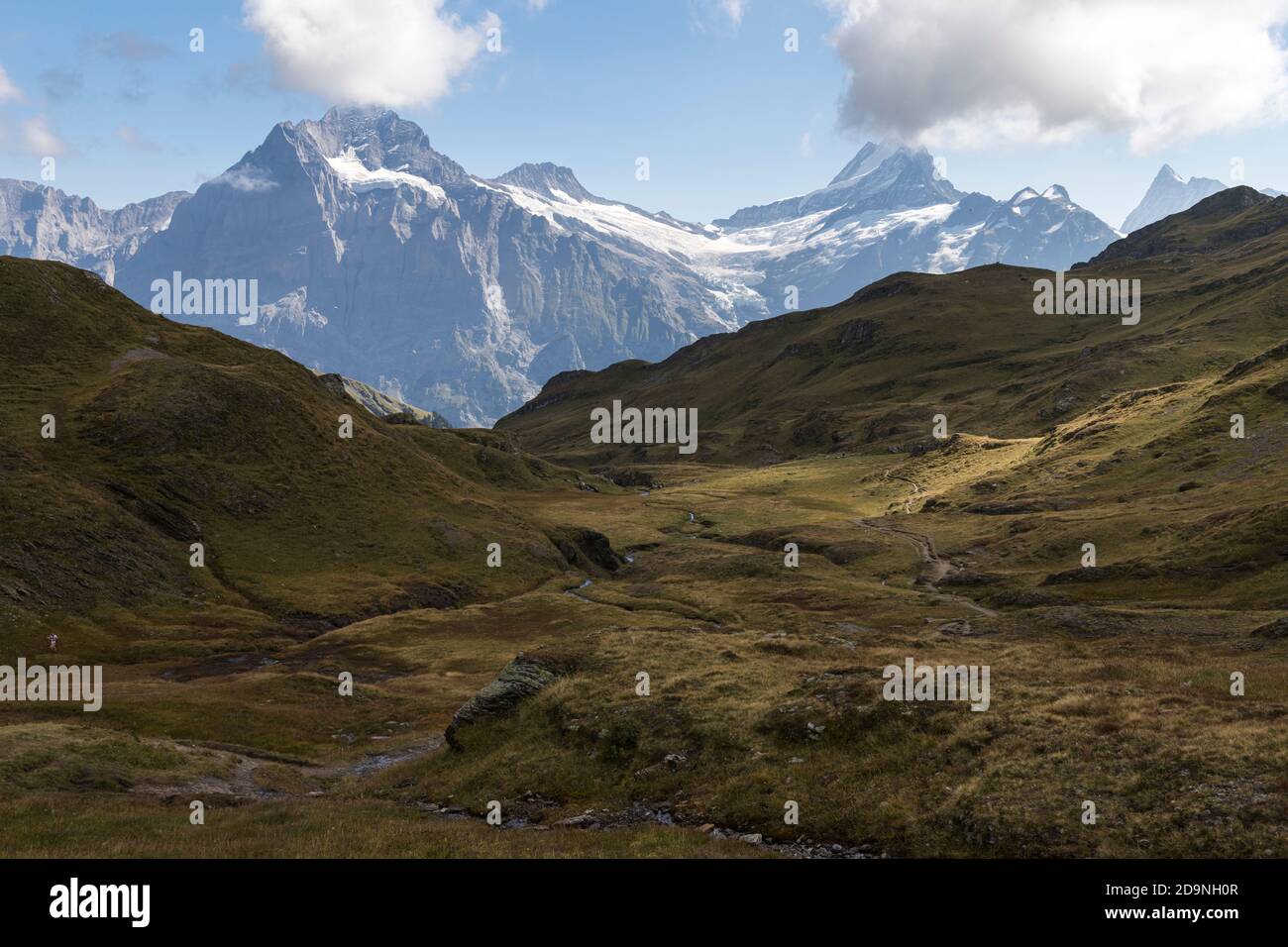 Svizzera, Canton Berna, Oberland Bernese, Grindelwald, First, Alp Baach con vista su Wetterhorn, Bärglistock, Lauteraarhorn, Schreckhorn, Finsteraarhorn Foto Stock