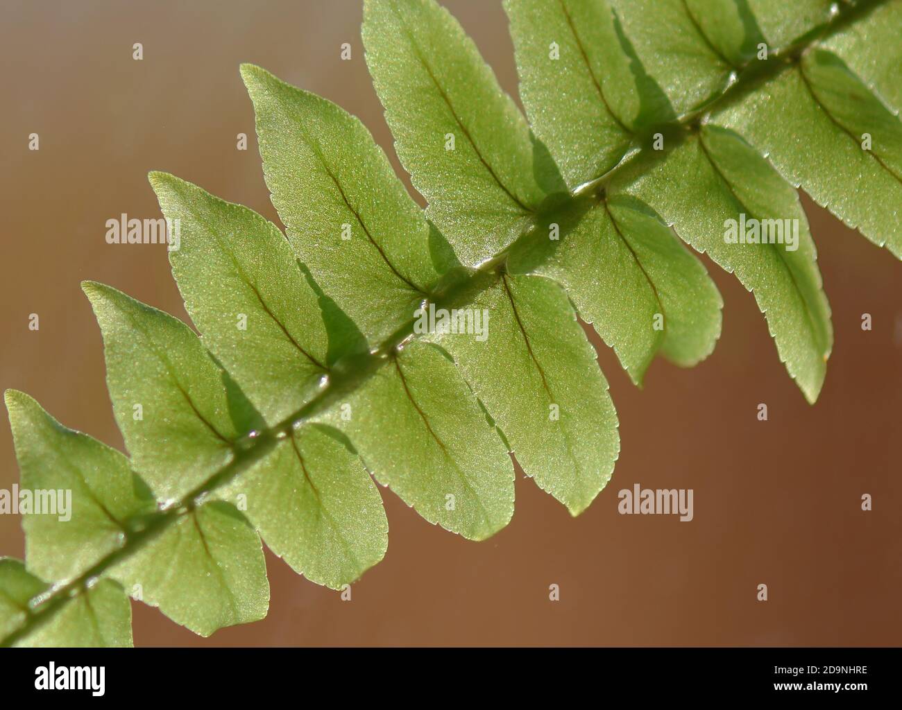 Felce Foto Stock