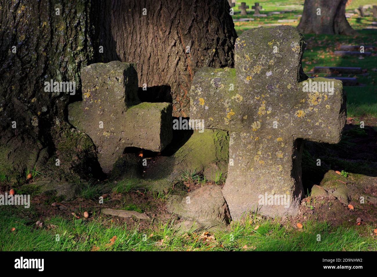 Croci di pietra sopravsviluppate dalle radici di una quercia e tombe della prima guerra mondiale al cimitero di guerra tedesco Hooglede a Hooglede, Belgio Foto Stock