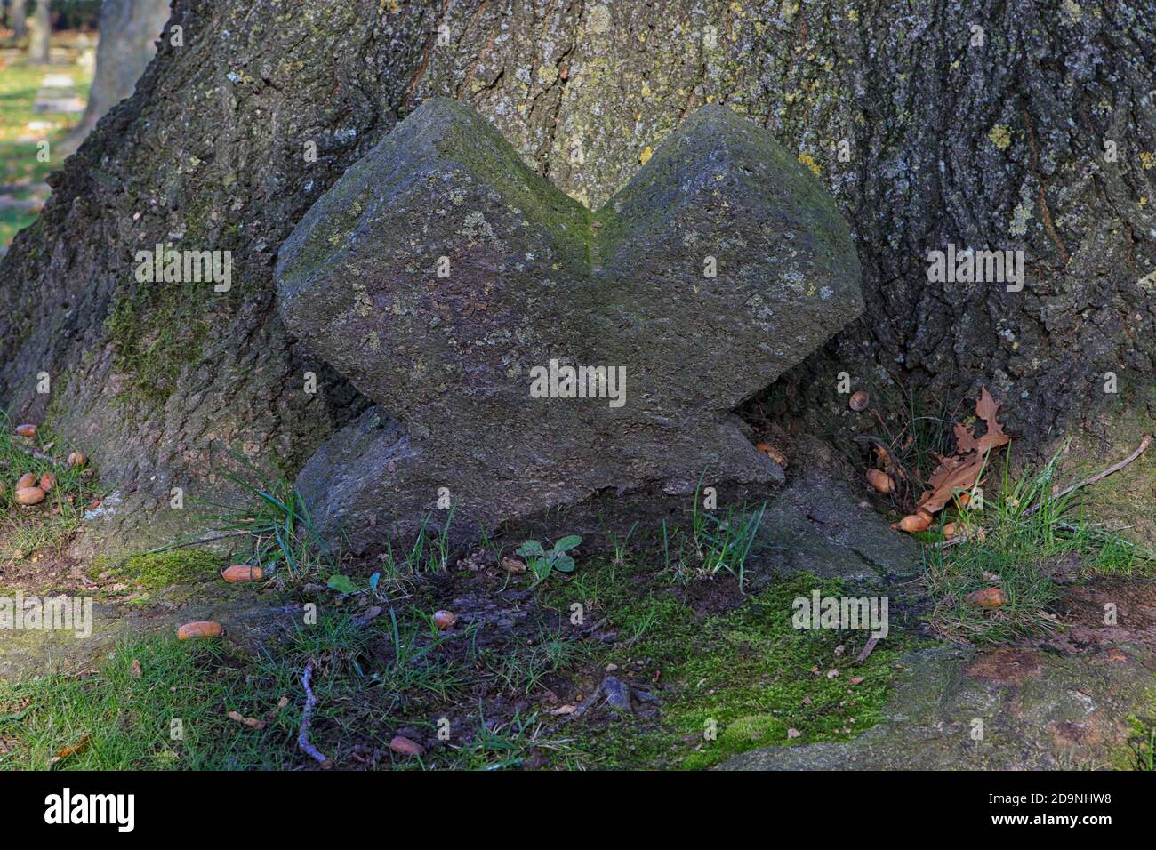 Croce di pietra sopravvolta dalle radici di una quercia al cimitero di guerra tedesco Hooglede (1914-1918) a Hooglede, Belgio Foto Stock