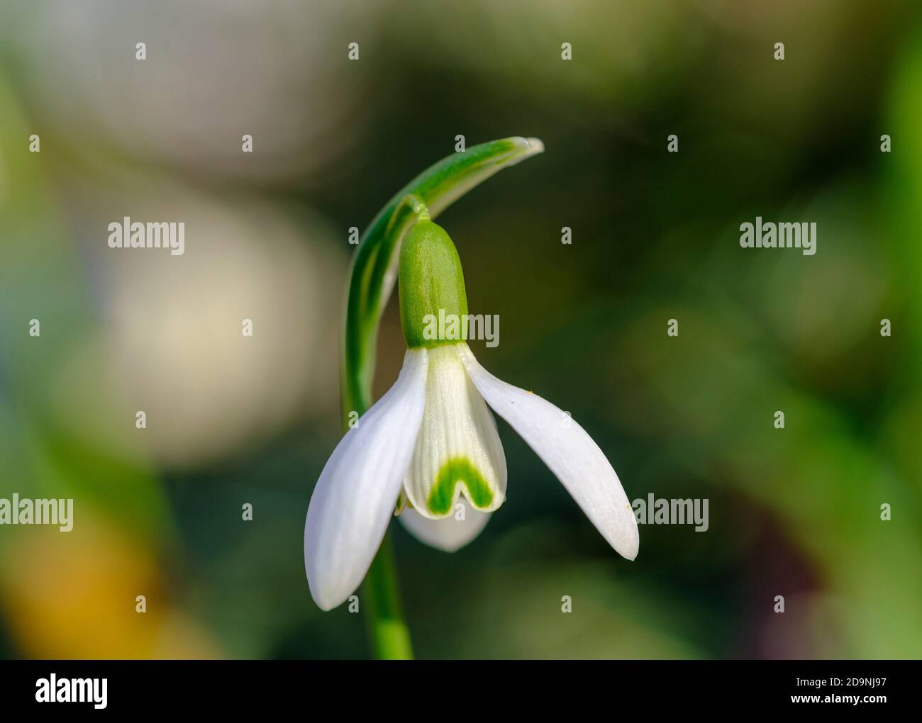 Fiore di Little Snowdrop (Galanthus nivalis), piante da giardino, Germania Foto Stock