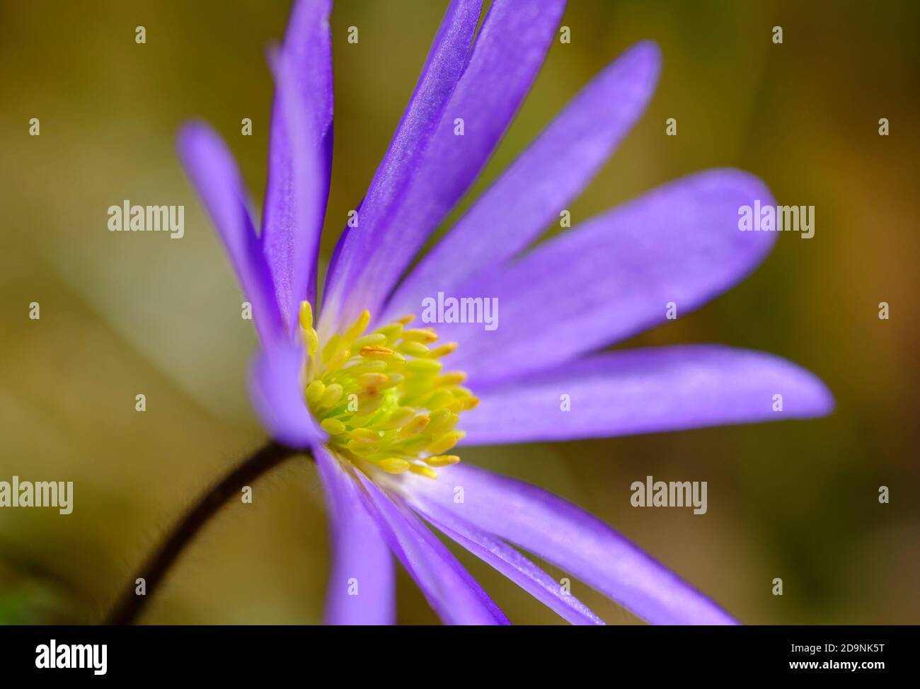 Anemone balcanico (Anemone blanda), fiore da giardino, Baviera, Germania Foto Stock