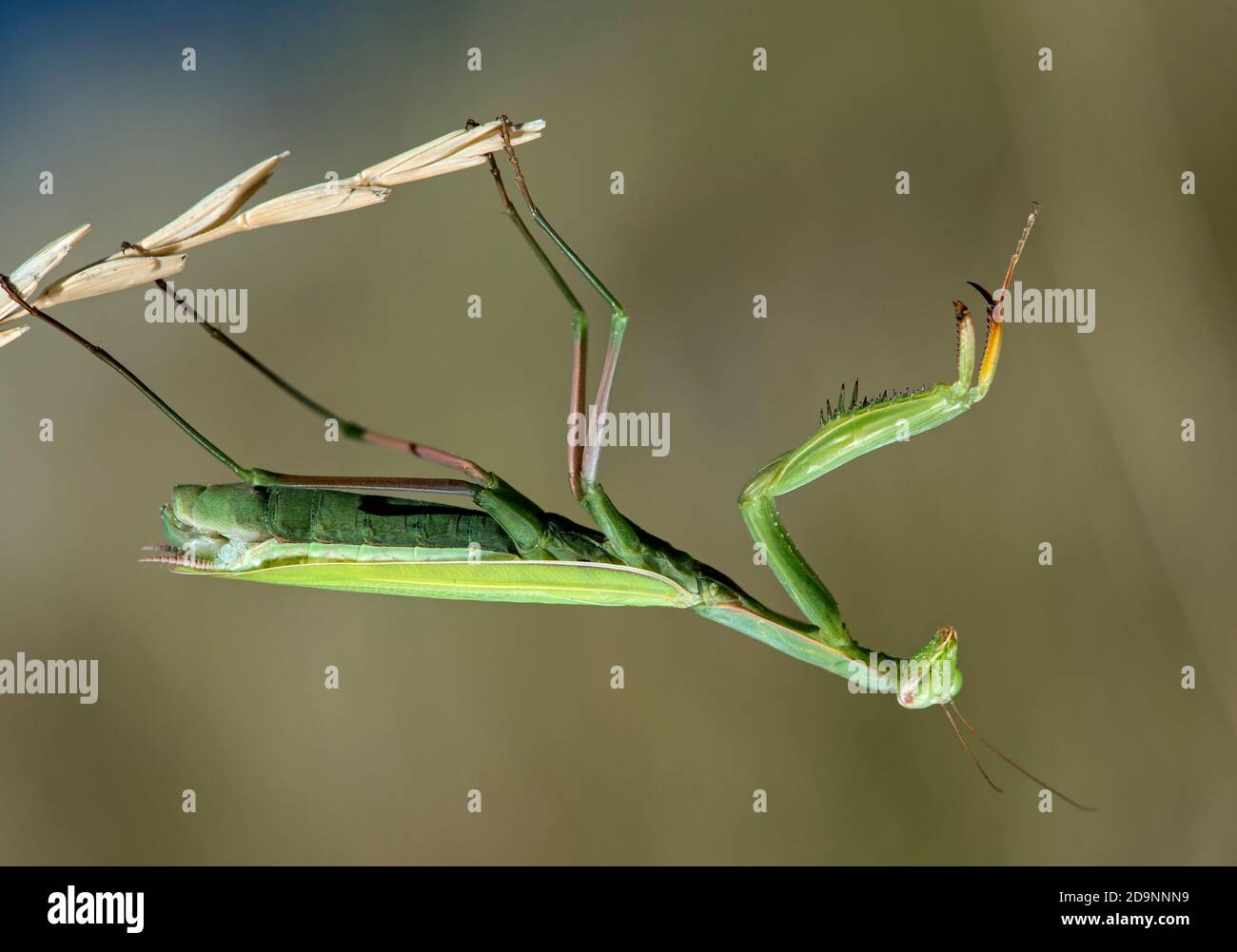 Mantis orante europeo (Mantis religiosa), maschio di colore verde di base, famiglia di mantis (Mantidae), Vallese, Svizzera Foto Stock