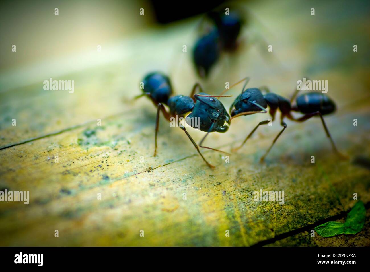Le formiche stanno ingigando la lotta. Fotografia di fauna selvatica Bangladesh. Foto Stock