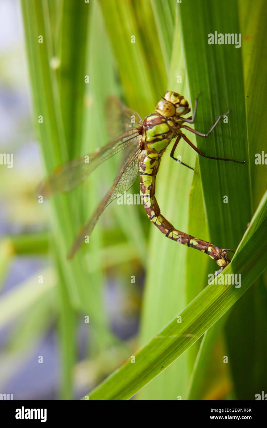 Damsel blu-verde, Aeshna cyanea, libellula Foto Stock