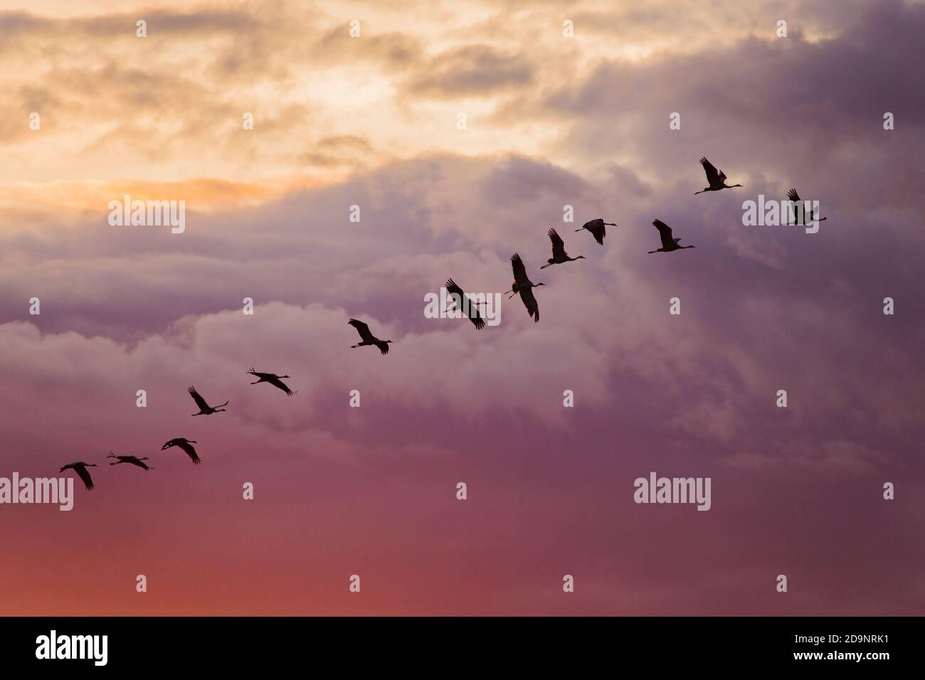 Gru uccelli in volo, sera, tramonto colore cielo nuvoloso, Finlandia Foto Stock
