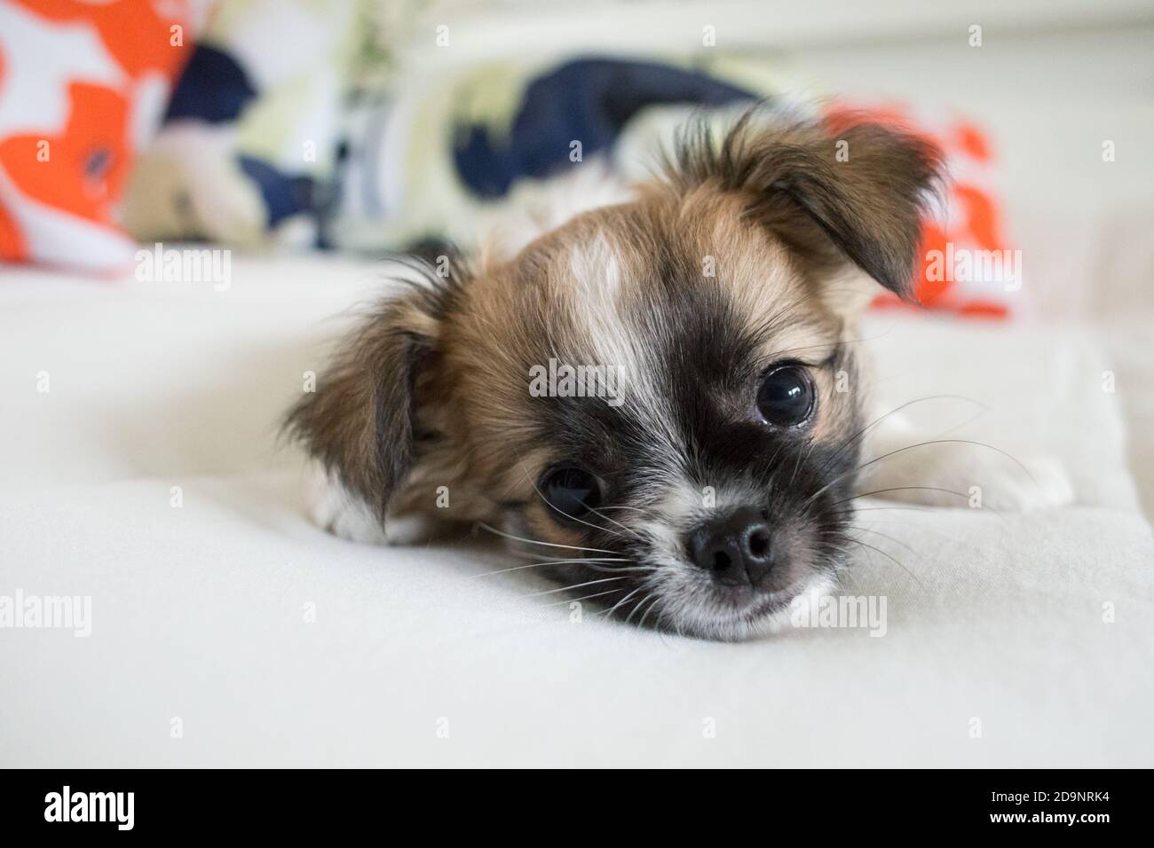Cucciolo di Chihuahua, dai capelli lunghi sul letto con cuscini, primo piano Foto Stock