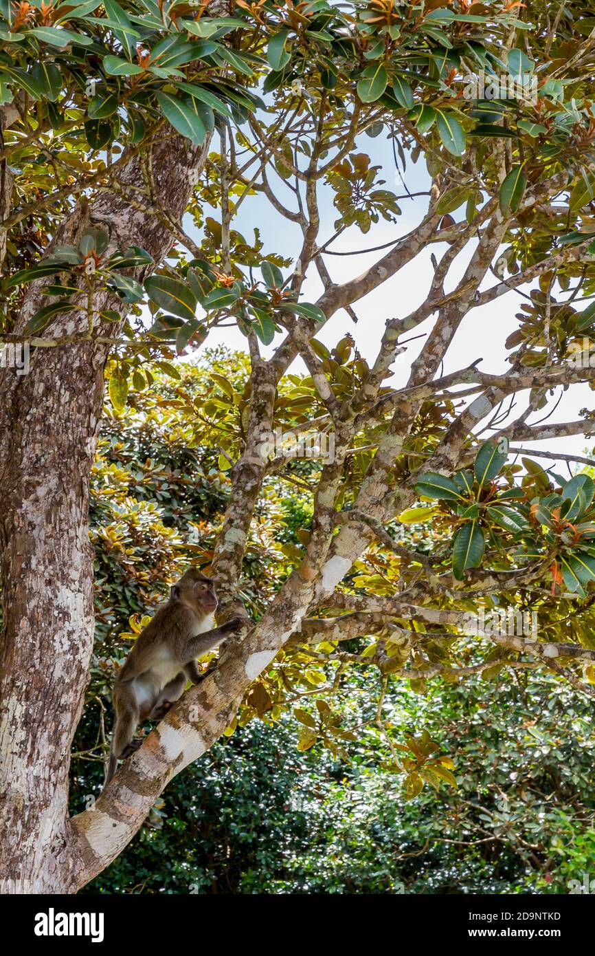 Macaque seduto su un albero, (Macaca), Black River Gorges National Park, Mauritius, Africa, Oceano Indiano Foto Stock