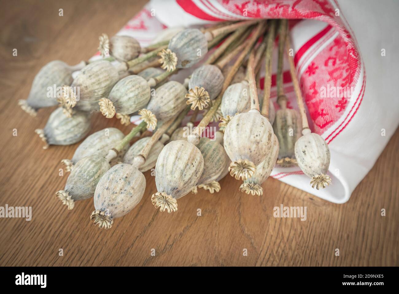 Mazzo di papavero, semi di papavero, ingredienti per dolci e cottura, Dolomiti, Italia, Europa Foto Stock