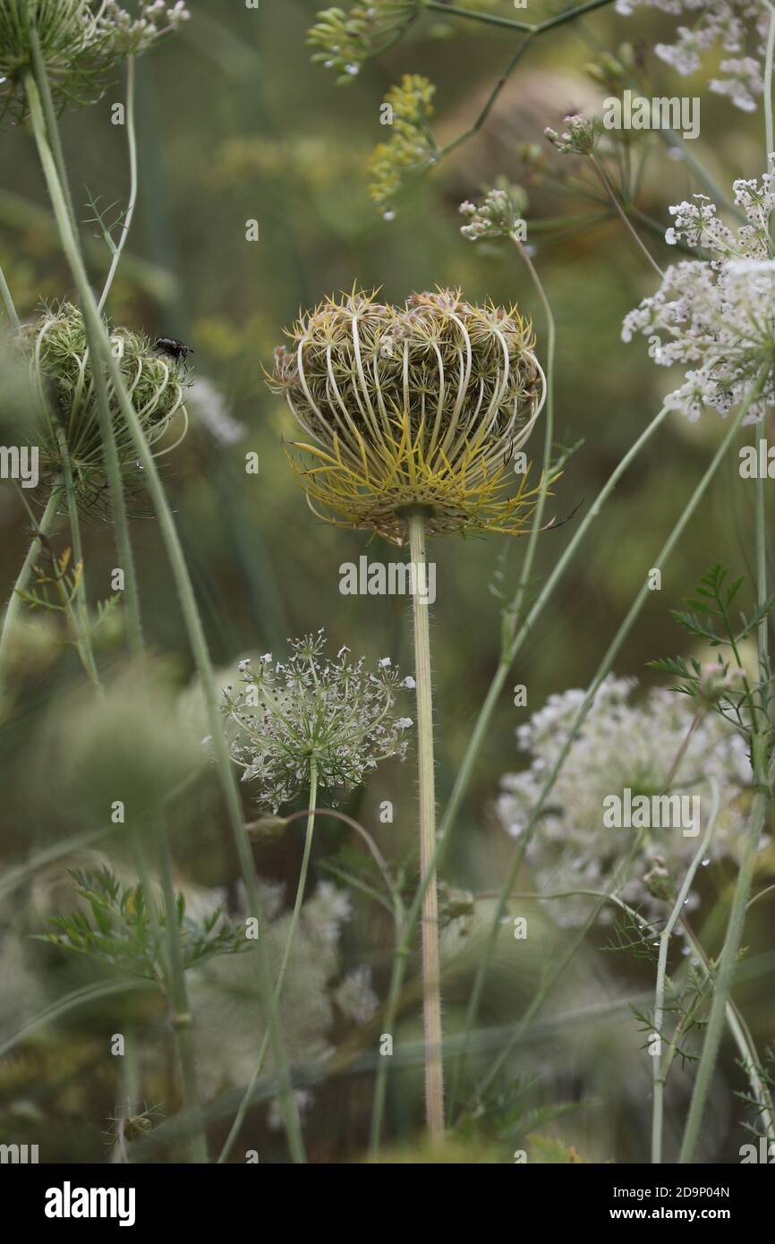 Carota selvatica, carota di Daucus, prato di fiori, ombelliferae, semi di baccelli Foto Stock