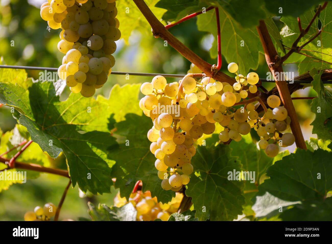 Koenigswinter, Renania Settentrionale-Vestfalia, Germania - uve Riesling sulla vite nel vigneto. Foto Stock