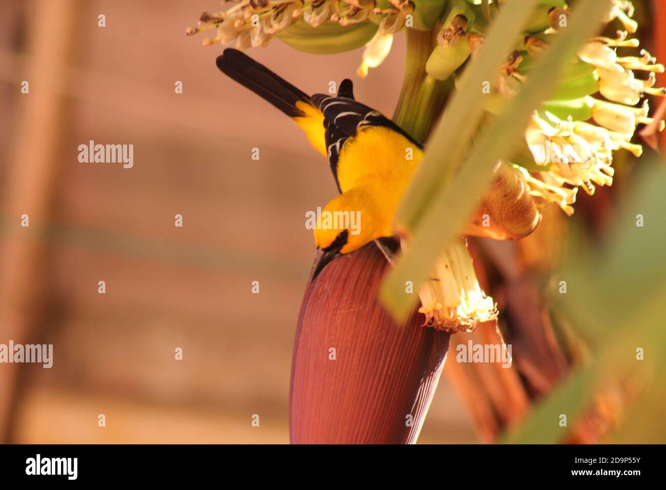 giallo oriole su albero di Banana Foto Stock