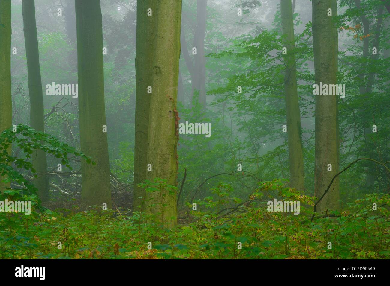 Nebbia leggera al mattino nella foresta, foresta decidua con faggi, terreno forestale coperto di piante e alberi giovani Foto Stock