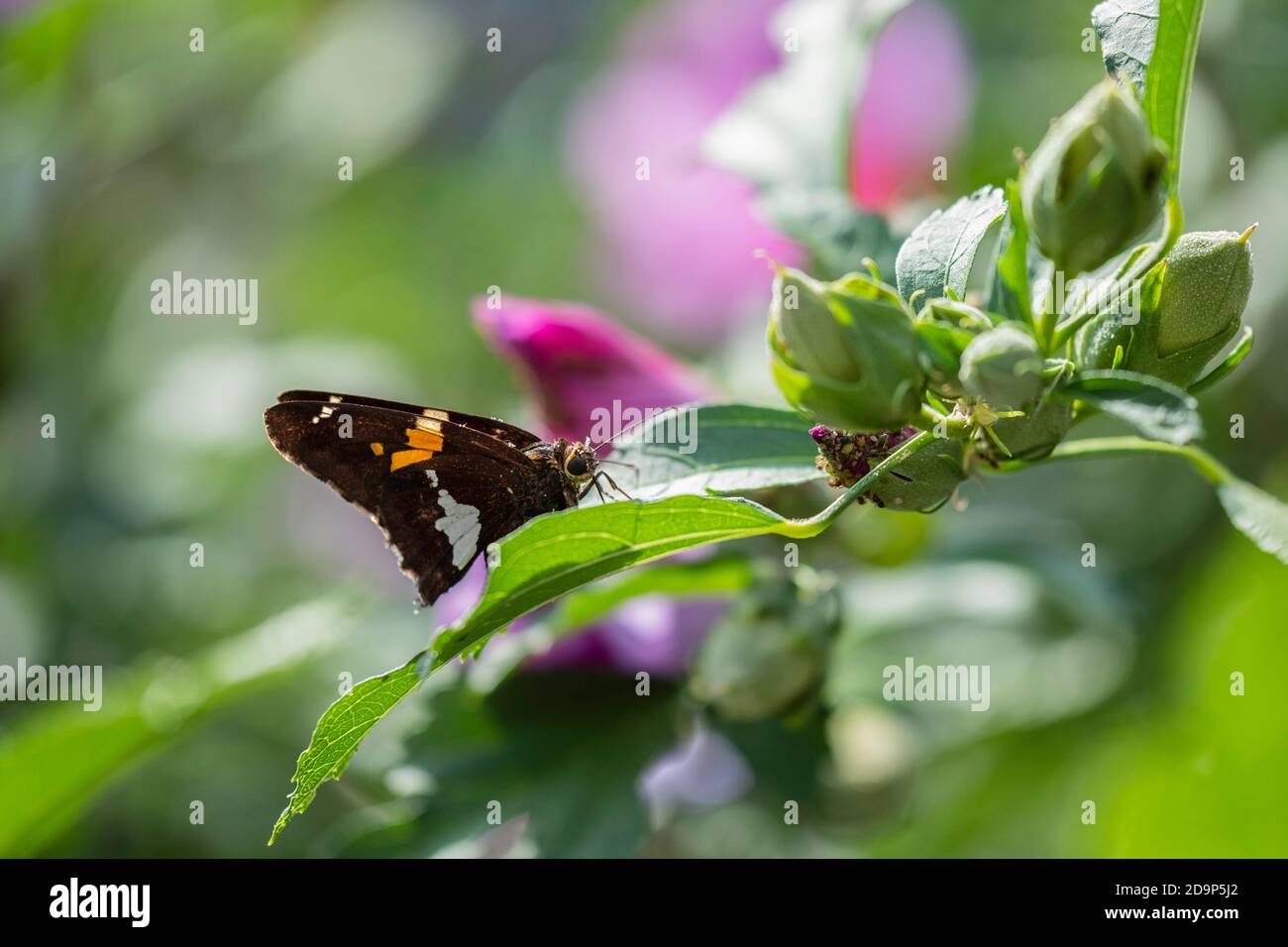 Farfalla dello skipper argentata, Epargyreus clarus, appoggiata sulla foglia di una rosa di arbusti sharon, althea. STATI UNITI. Foto Stock
