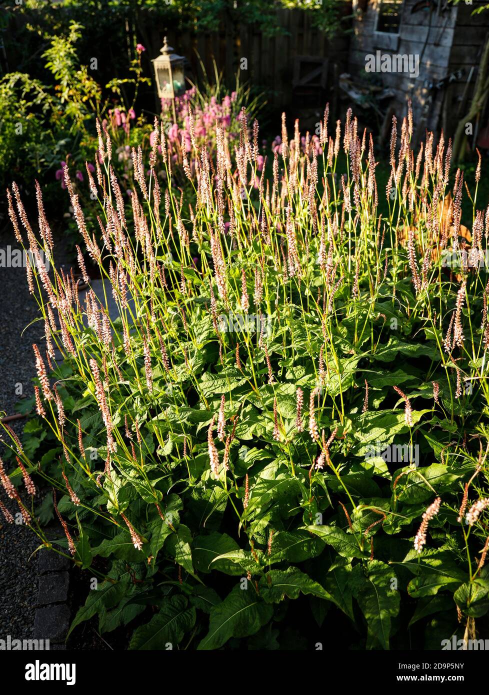 Mare di fiori del legnweed Foto Stock