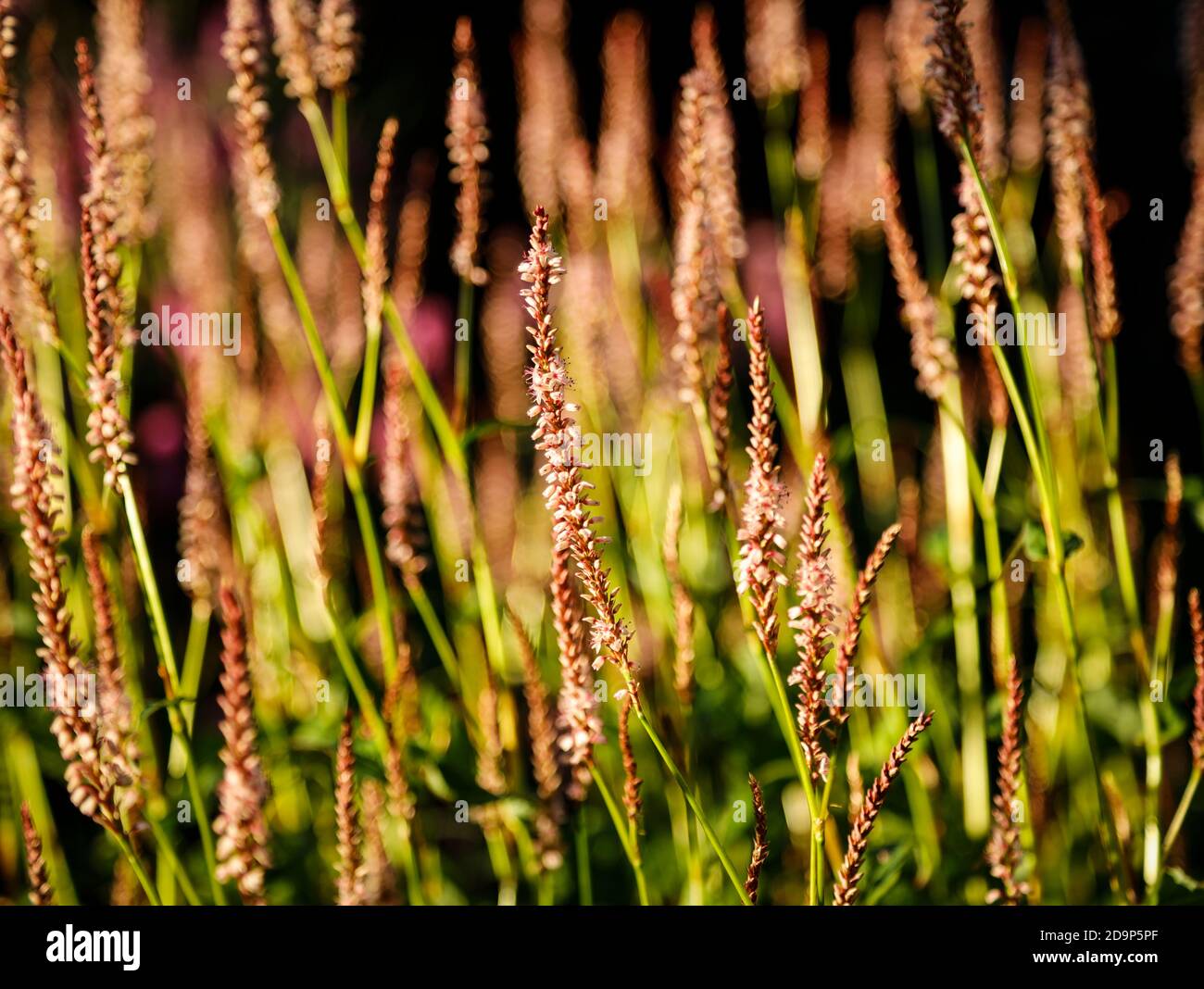 Mare di fiori del legnweed Foto Stock