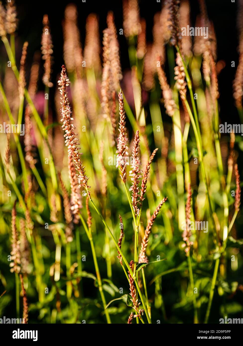 Mare di fiori dal legnweed della candela Foto Stock