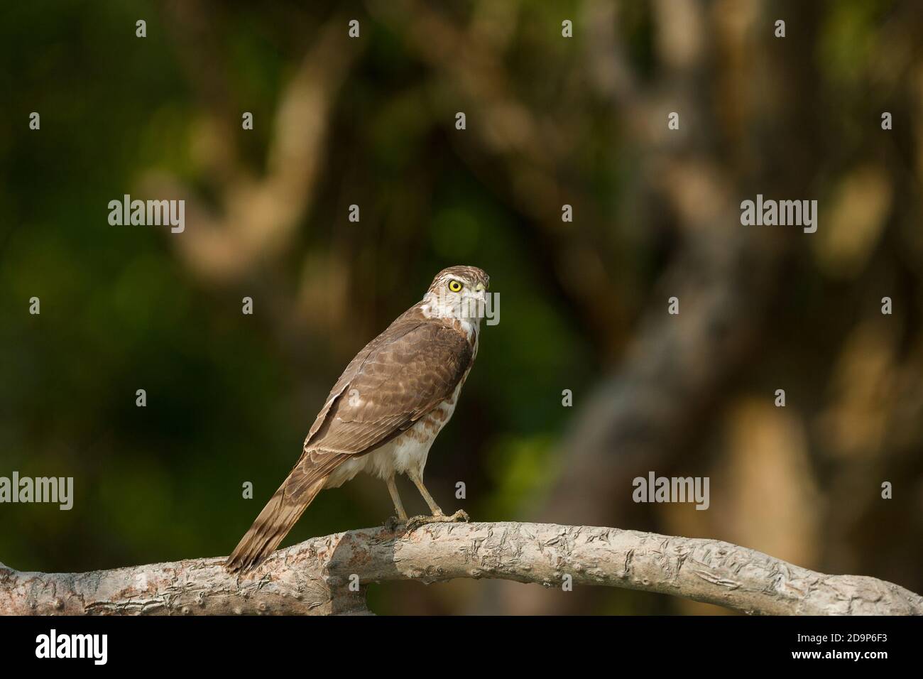 Immaturo Shikra arroccato sul ramo aperto di mangrovie albero in sole invernale al Sundarban National Park, Bengala Occidentale, India Foto Stock