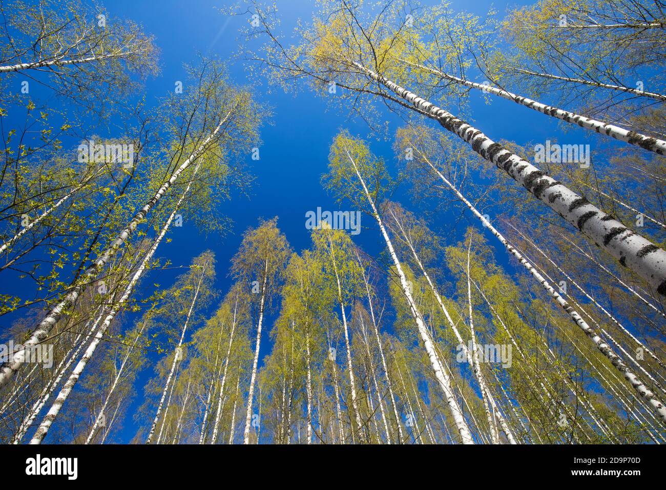 Giovane foresta di betulla europea a Spring , Finlandia Foto Stock