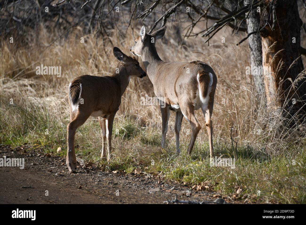 Due cervi, madre e giovane cervo, in piedi accanto a una strada vicino a Mission Marsh, Thunder Bay, Canada, Canada. Foto Stock