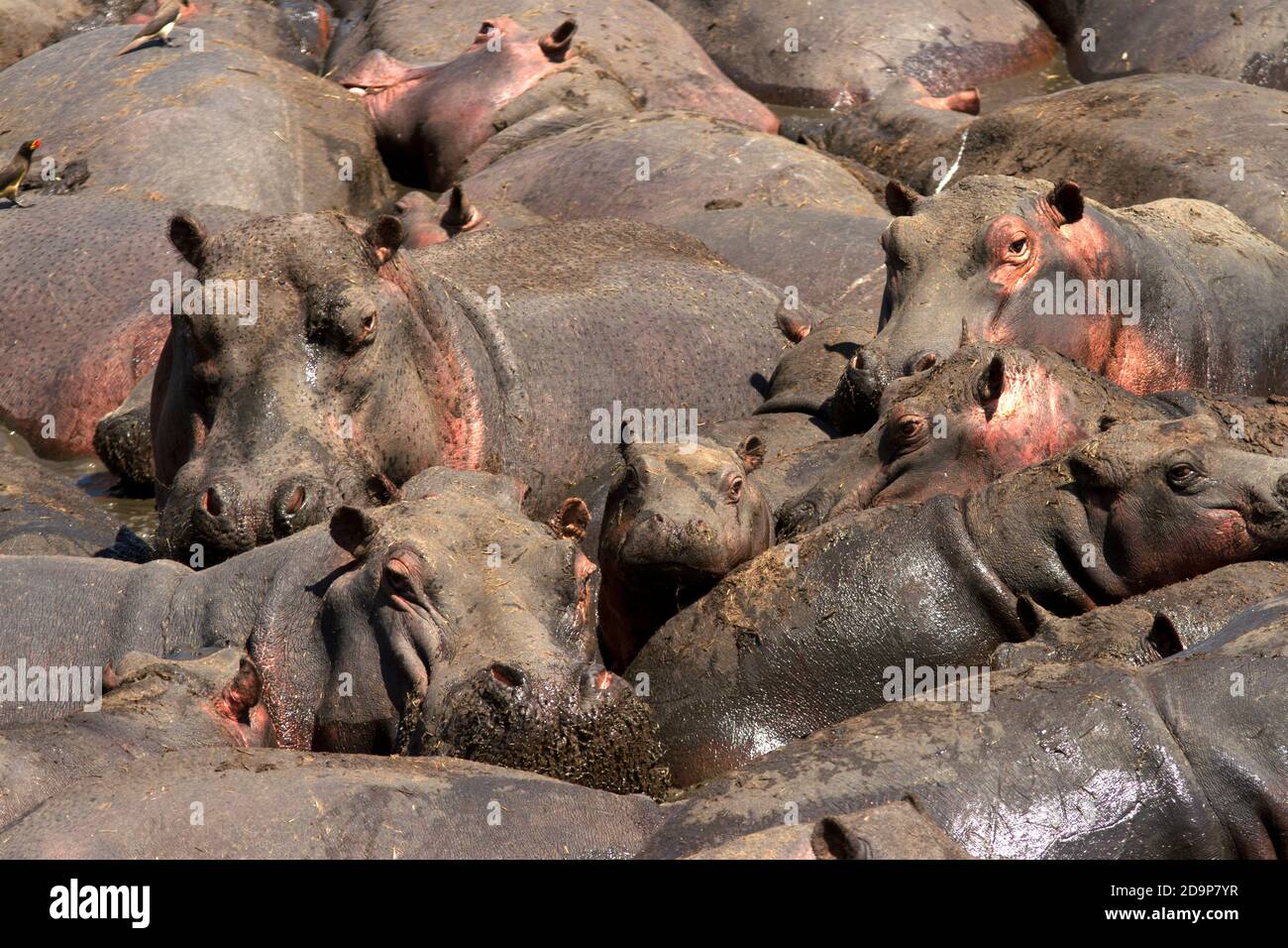 Mentre il fiume Katuma si asciuga, la popolazione locale di ippopotami è costretta a riunersi in alcune delle più alte densità registrate in Africa. Foto Stock