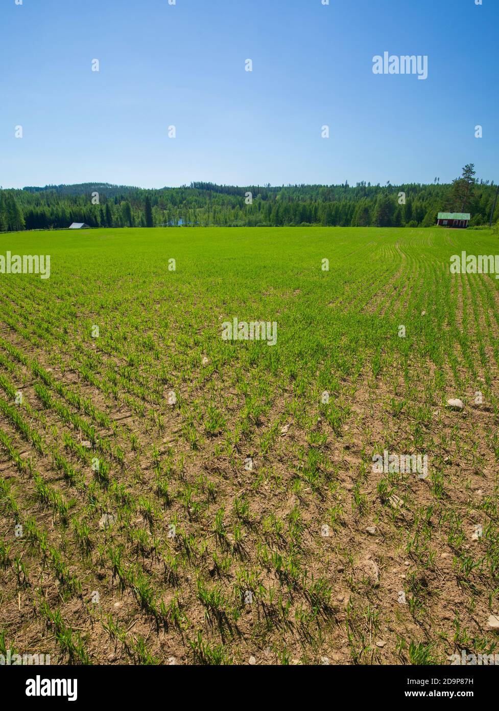 Campo piantato in campagna a Spring , Finlandia Foto Stock