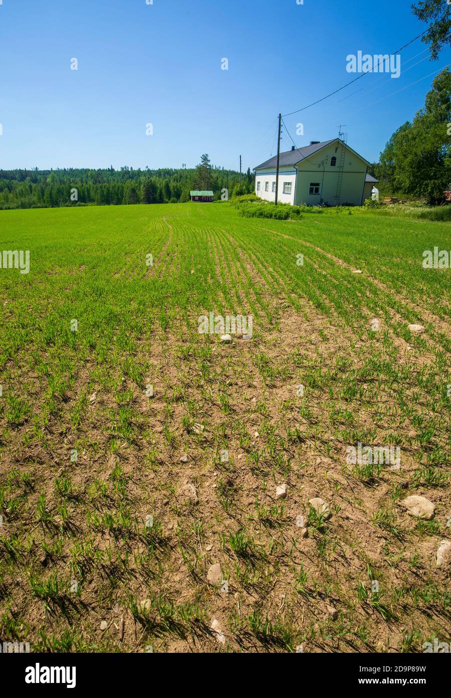 Fattoria e campo piantato a Spring , Finlandia Foto Stock