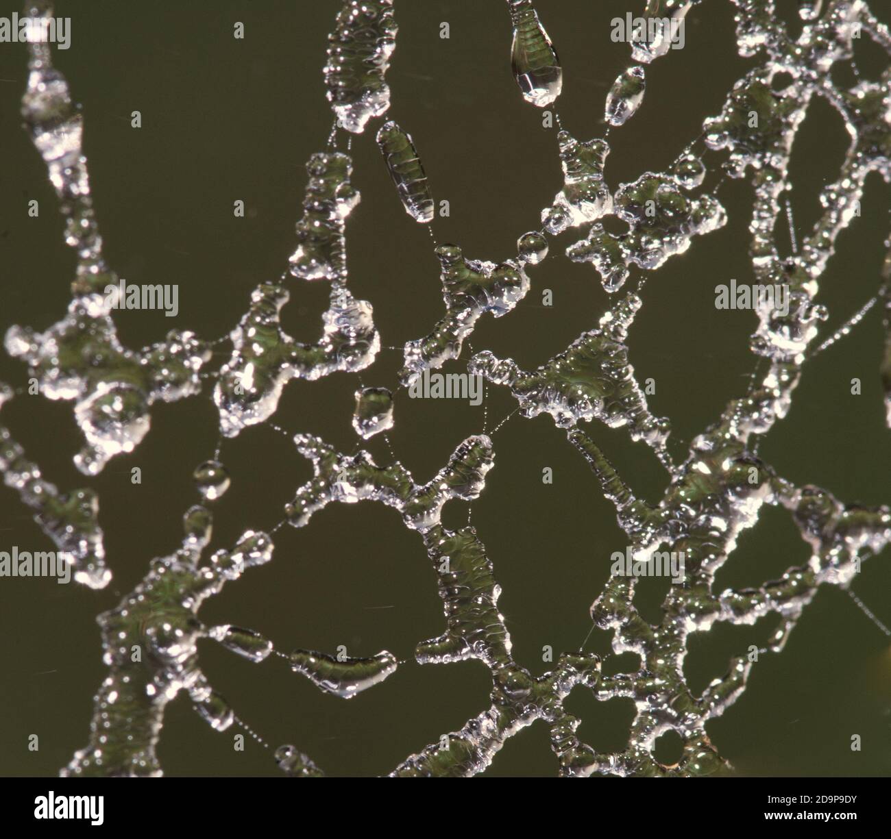 gocce d'acqua sul nastro in macro Foto Stock