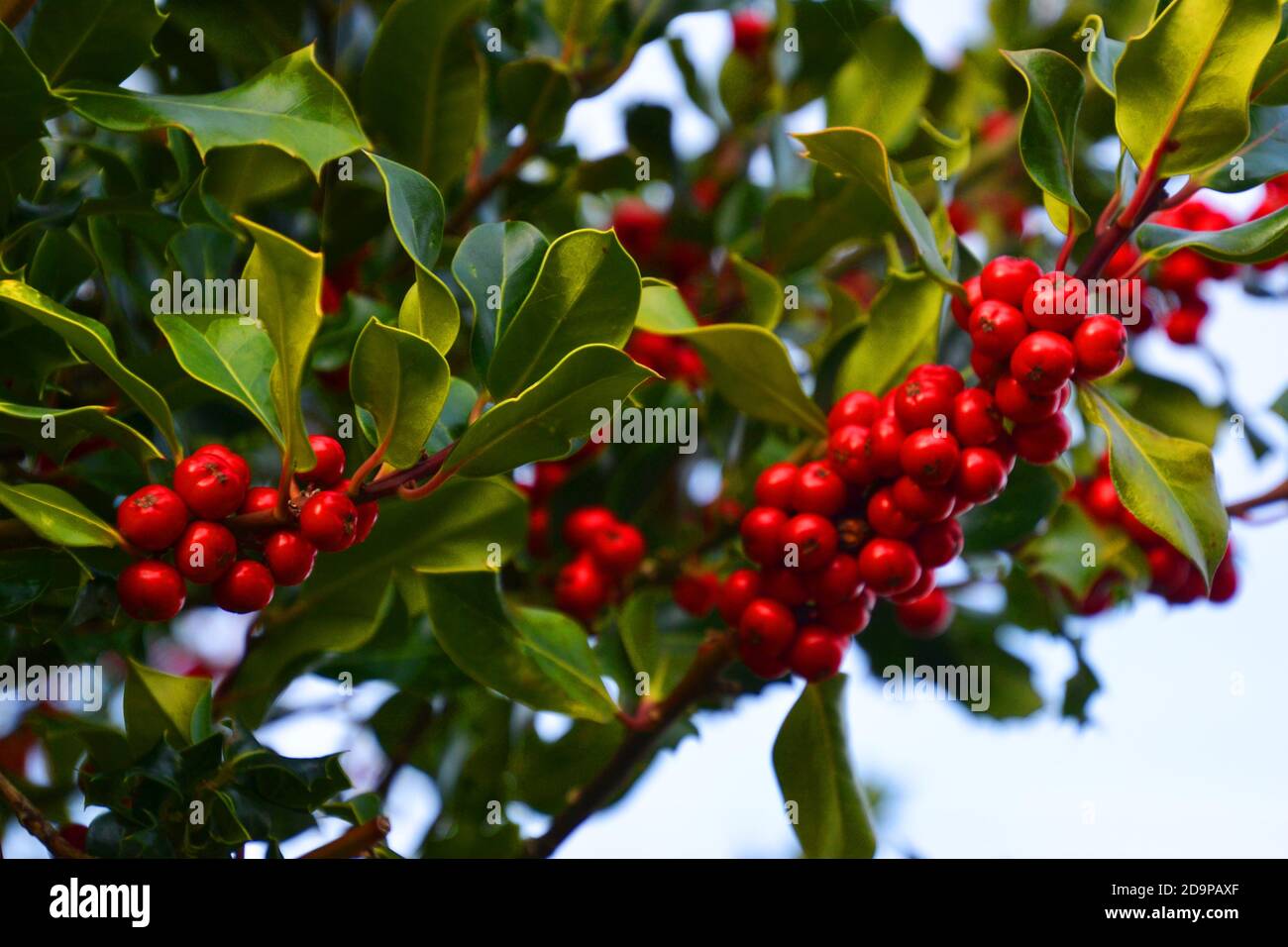 Bacche rosse su un albero agile nel Regno Unito Foto Stock