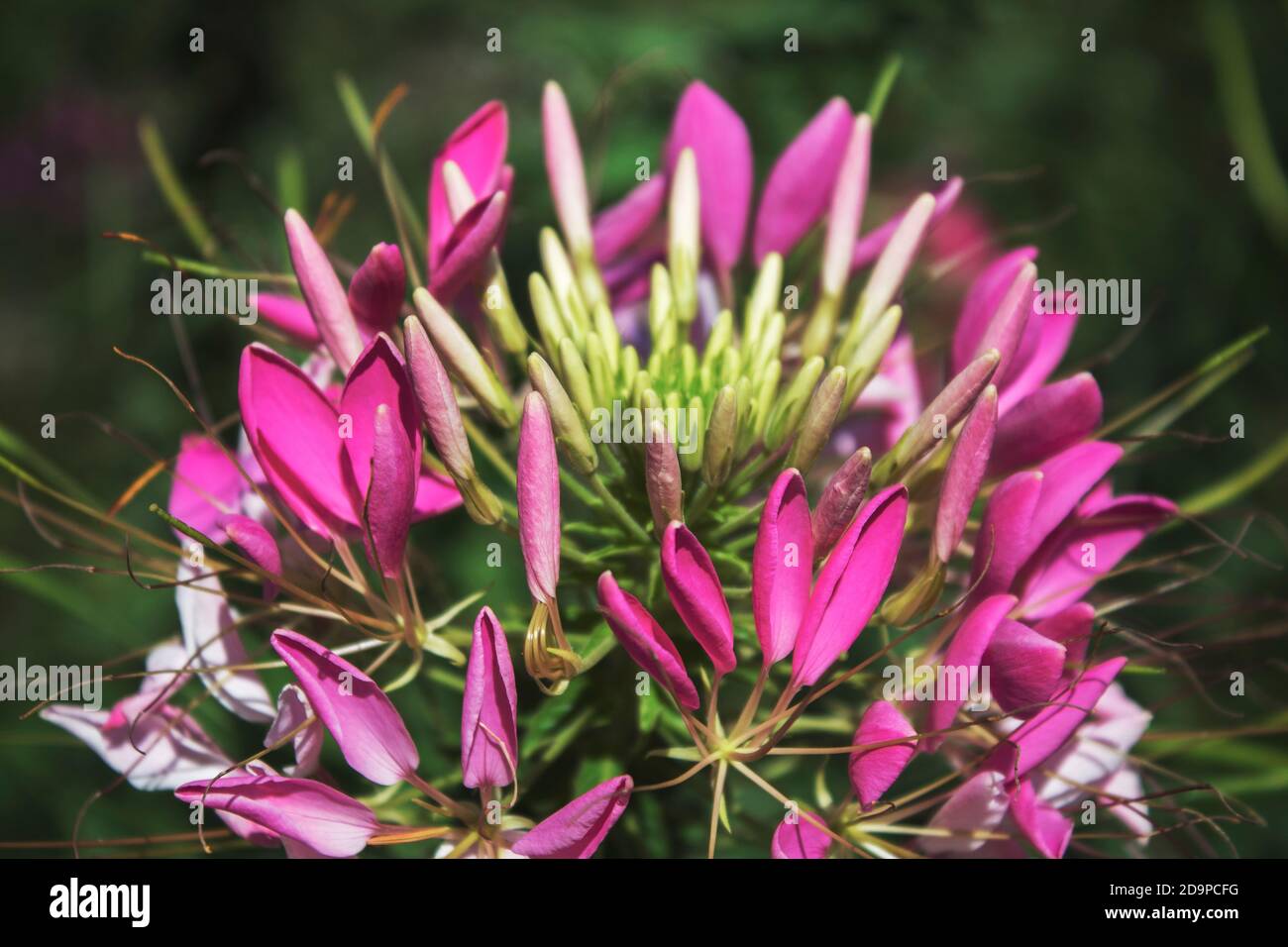 Fiore Cleome comunemente conosciuto come fiori ragno, piante ragno, erbacce ragno. Foto Stock