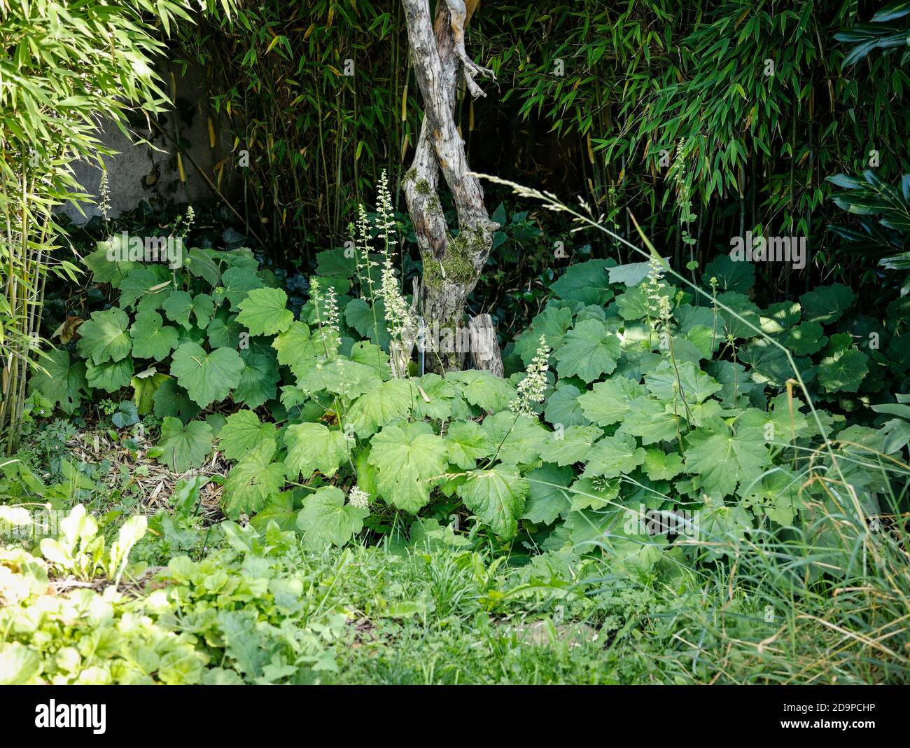 Campane in argento con foglia di velluto, sempreverdi contro i bambù Foto Stock