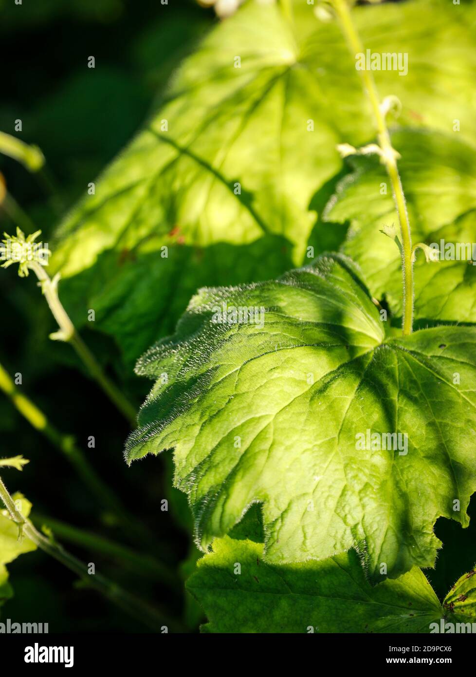 Campane in argento foglia di velluto, sempreverdi Foto Stock