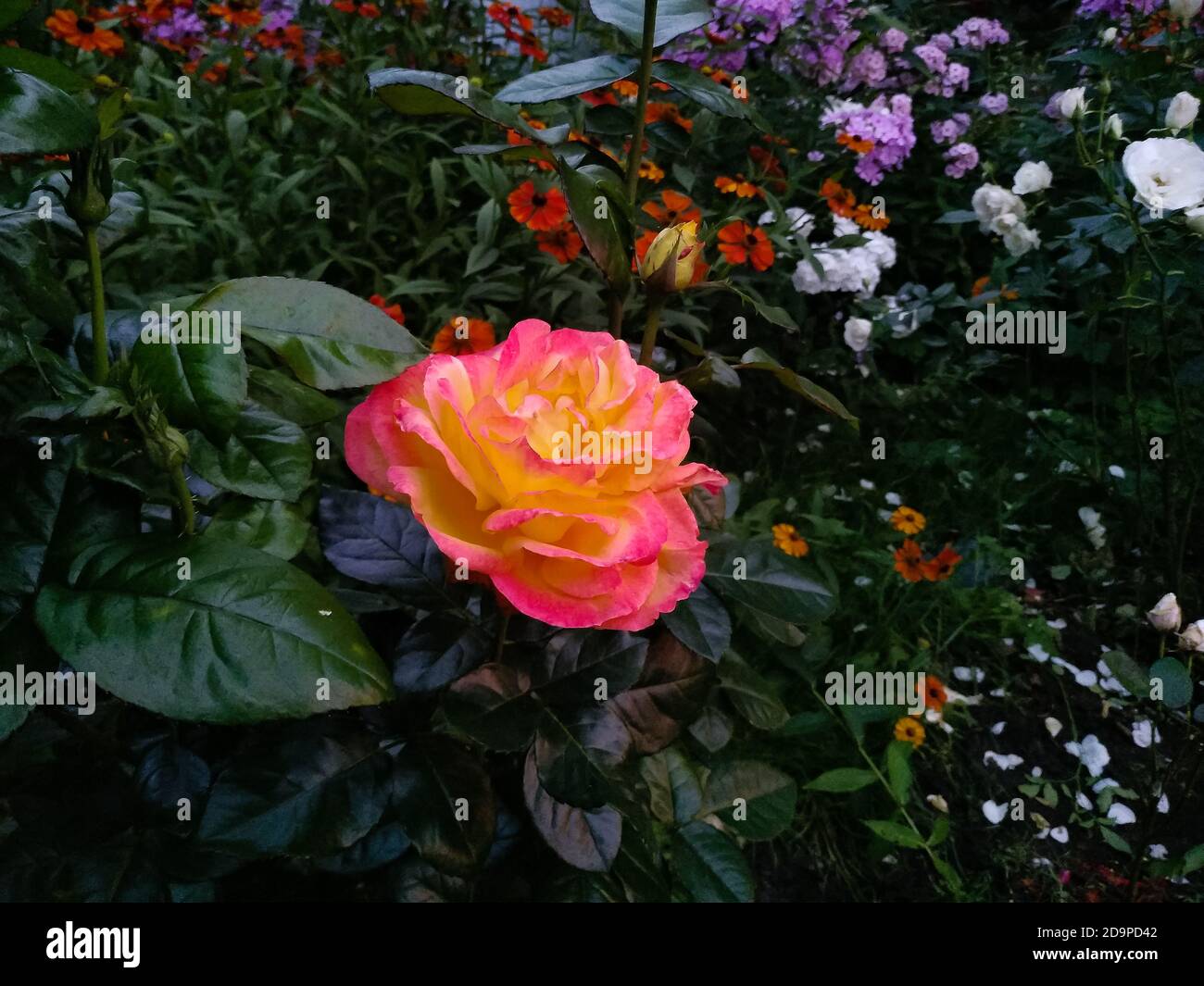 Bel fiore rosa di rosa - pianta di fioritura perenne legnosa Foto Stock