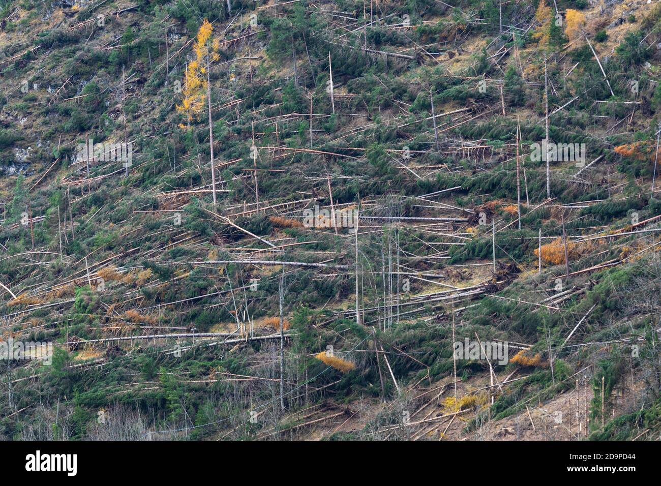 Crashed alberi e foreste liberate dopo il passaggio della tempesta Vaia sulle Dolomiti, autunno 2018, Belluno, Veneto, Italia, Europa Foto Stock