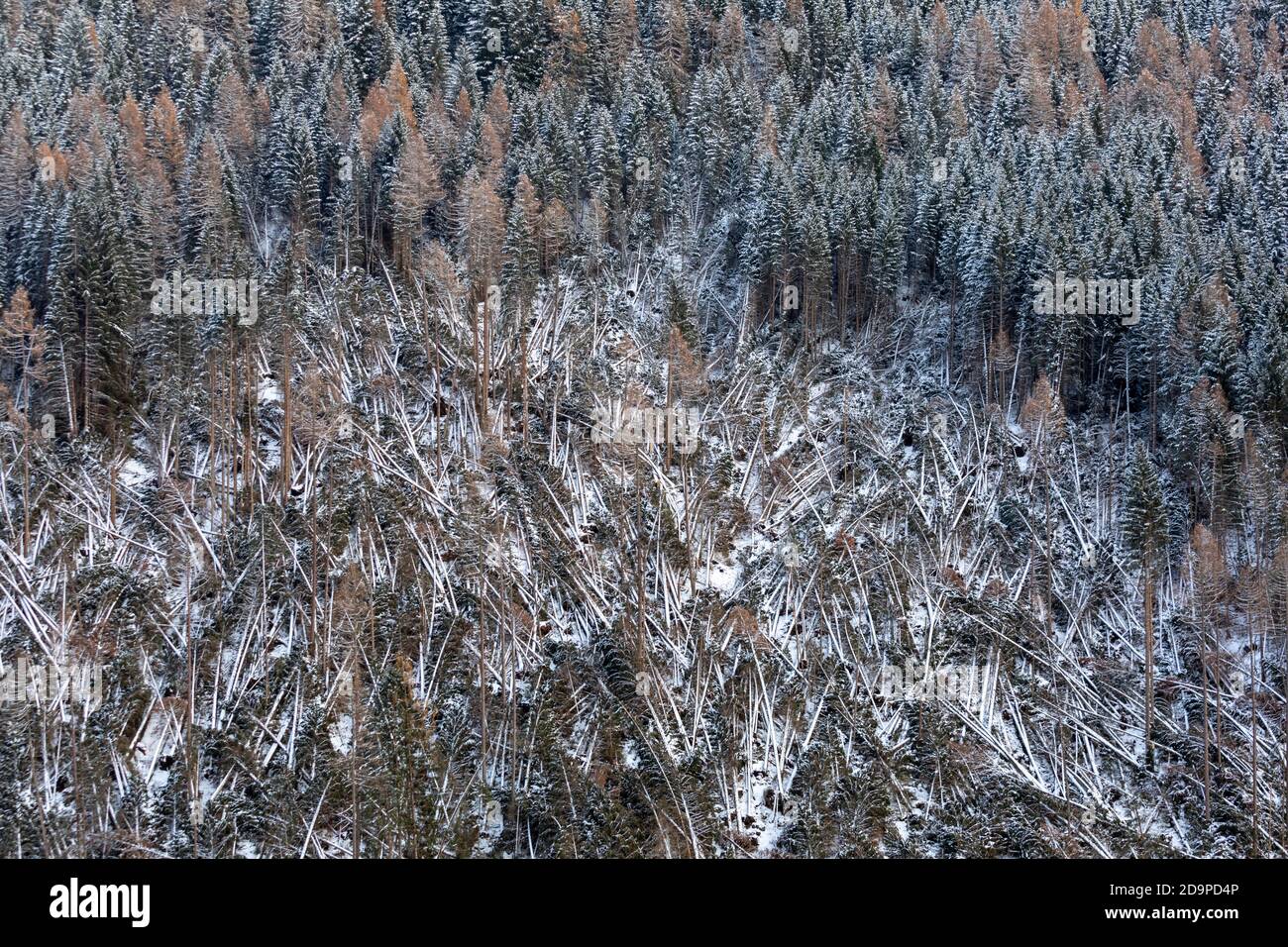 Crashed alberi e foreste liberate dopo il passaggio della tempesta Vaia sulle Dolomiti, autunno 2018, Livinallongo del col di Lana, Belluno, Veneto, Italia. Europa Foto Stock