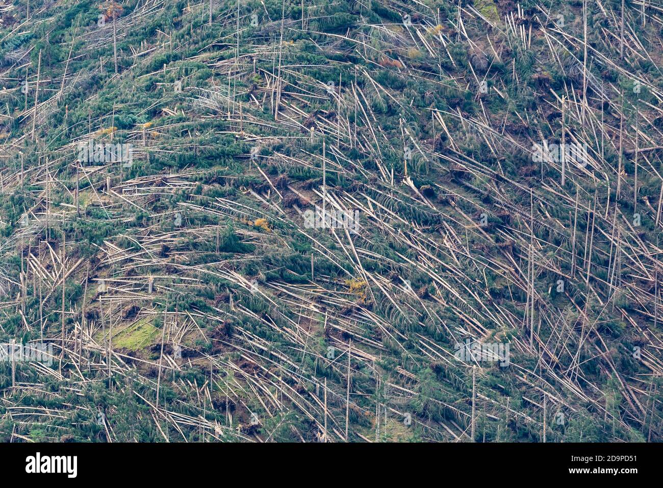 Crashed alberi e foreste liberate dopo il passaggio della tempesta Vaia sulle Dolomiti, autunno 2018, Belluno, Veneto, Italia, Europa Foto Stock