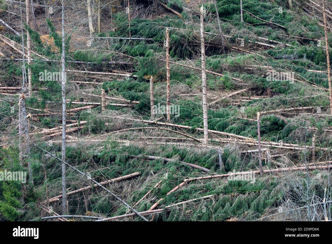 Crashed alberi e foreste liberate dopo il passaggio della tempesta Vaia sulle Dolomiti, autunno 2018, Belluno, Veneto, Italia, Europa Foto Stock