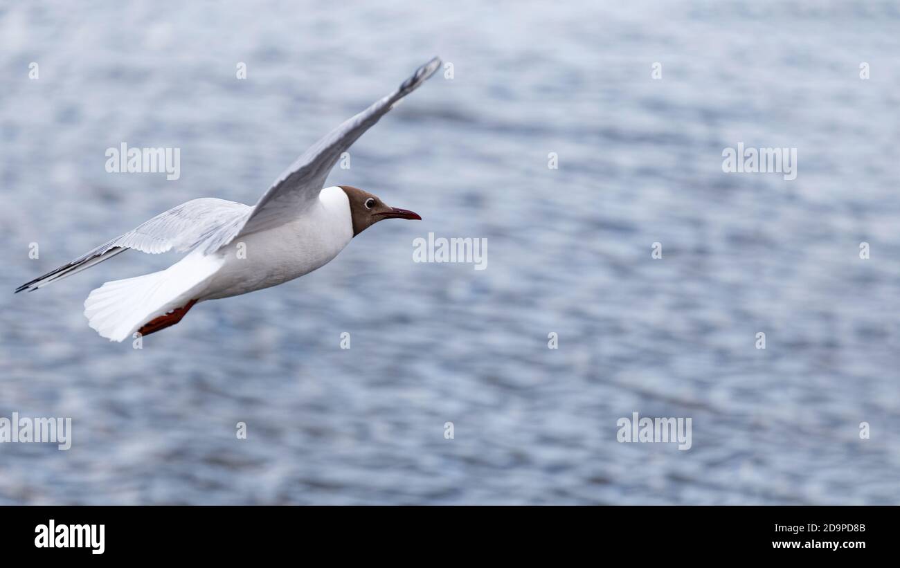 Il gabbiano bianco svetta sopra la superficie dell'acqua. Sfondo sfocato. Foto Stock