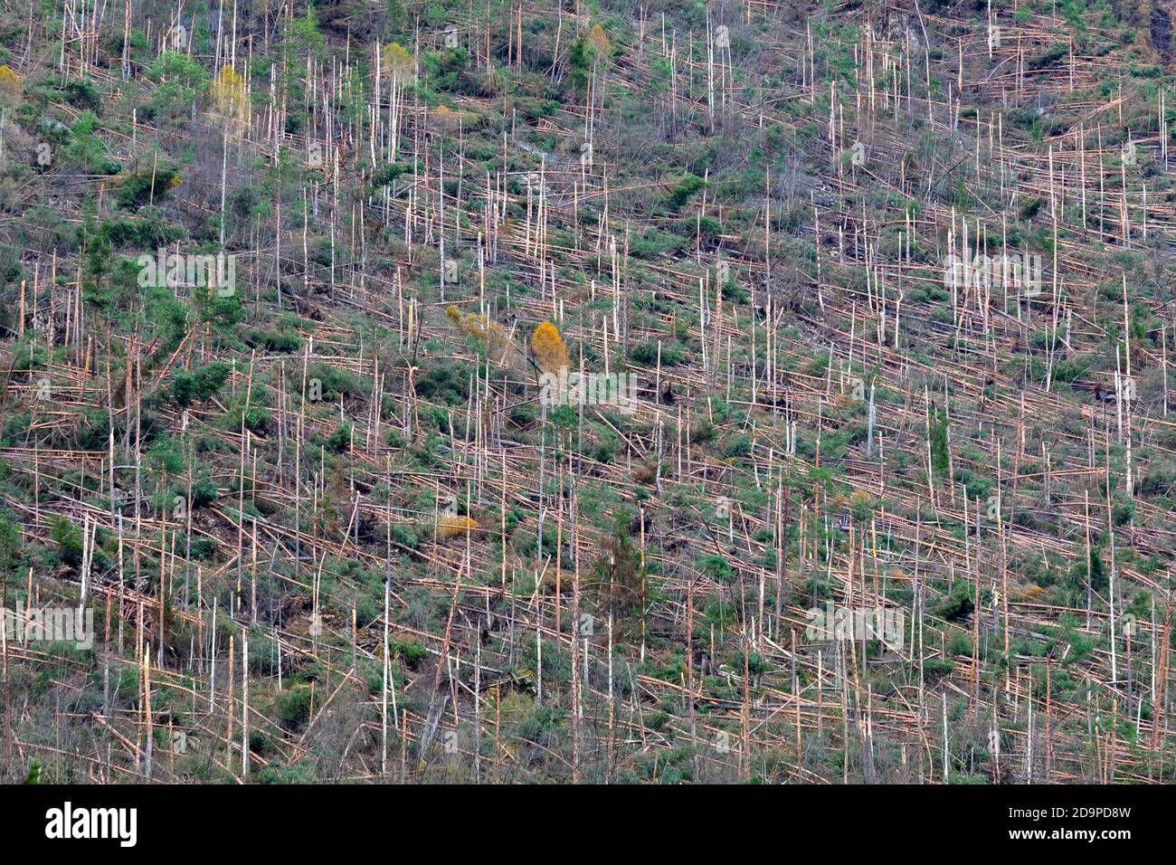 Crashed alberi e foreste liberate dopo il passaggio della tempesta Vaia sulle Dolomiti, autunno 2018, Belluno, Veneto, Italia, Europa Foto Stock