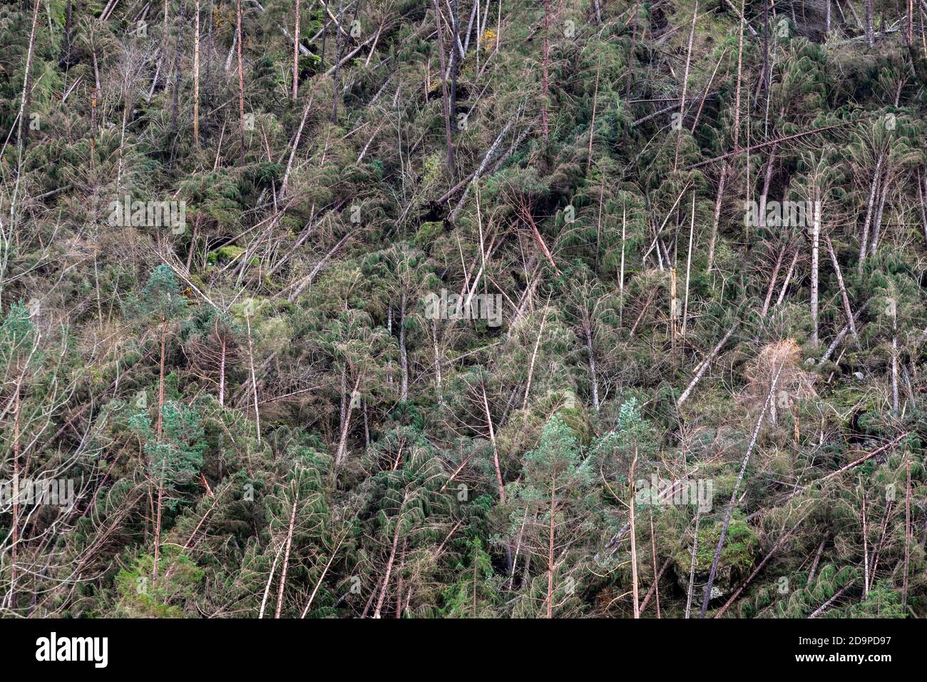 Crashed alberi e foreste liberate dopo il passaggio della tempesta Vaia sulle Dolomiti, autunno 2018, Belluno, Veneto, Italia, Europa Foto Stock