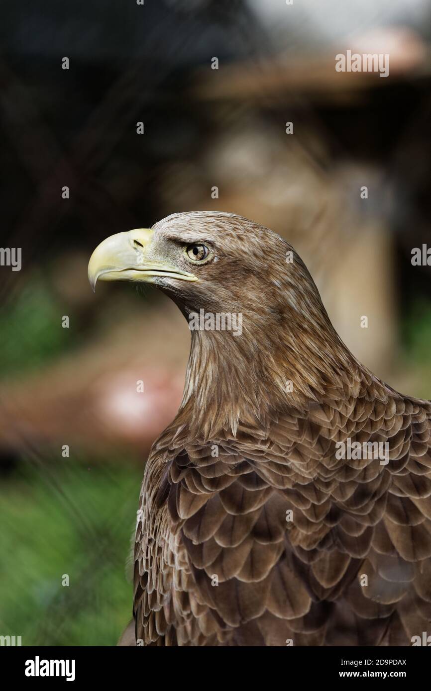 Ritratto di un'aquila con un aspetto fiero e poppa Foto Stock