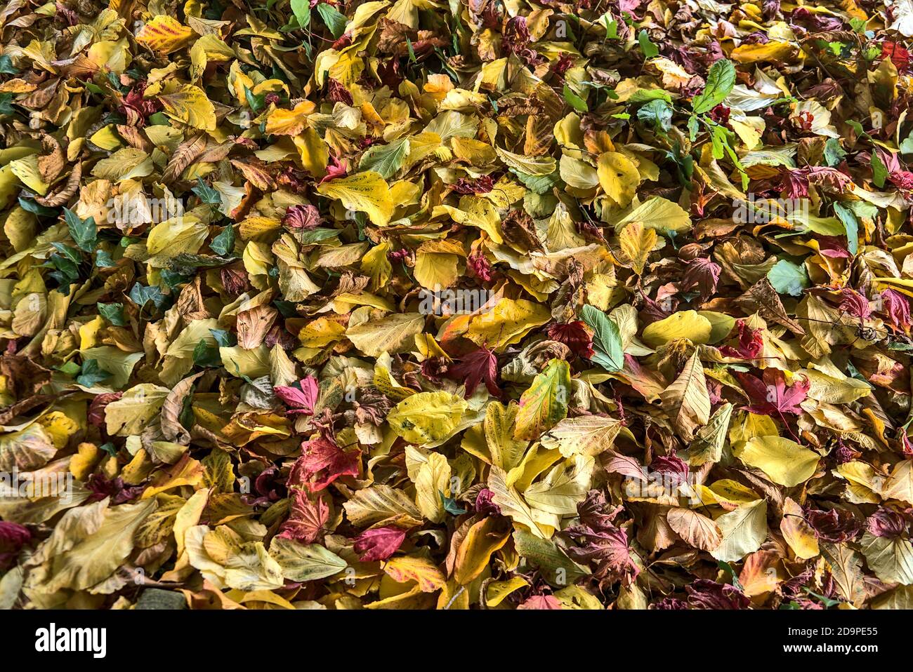 Splendido autunno che copre lo sfondo di foglie gialle, verdi e rosse caduti nel campus universitario di Dublino, Irlanda. Un sacco di foglie cadute Foto Stock