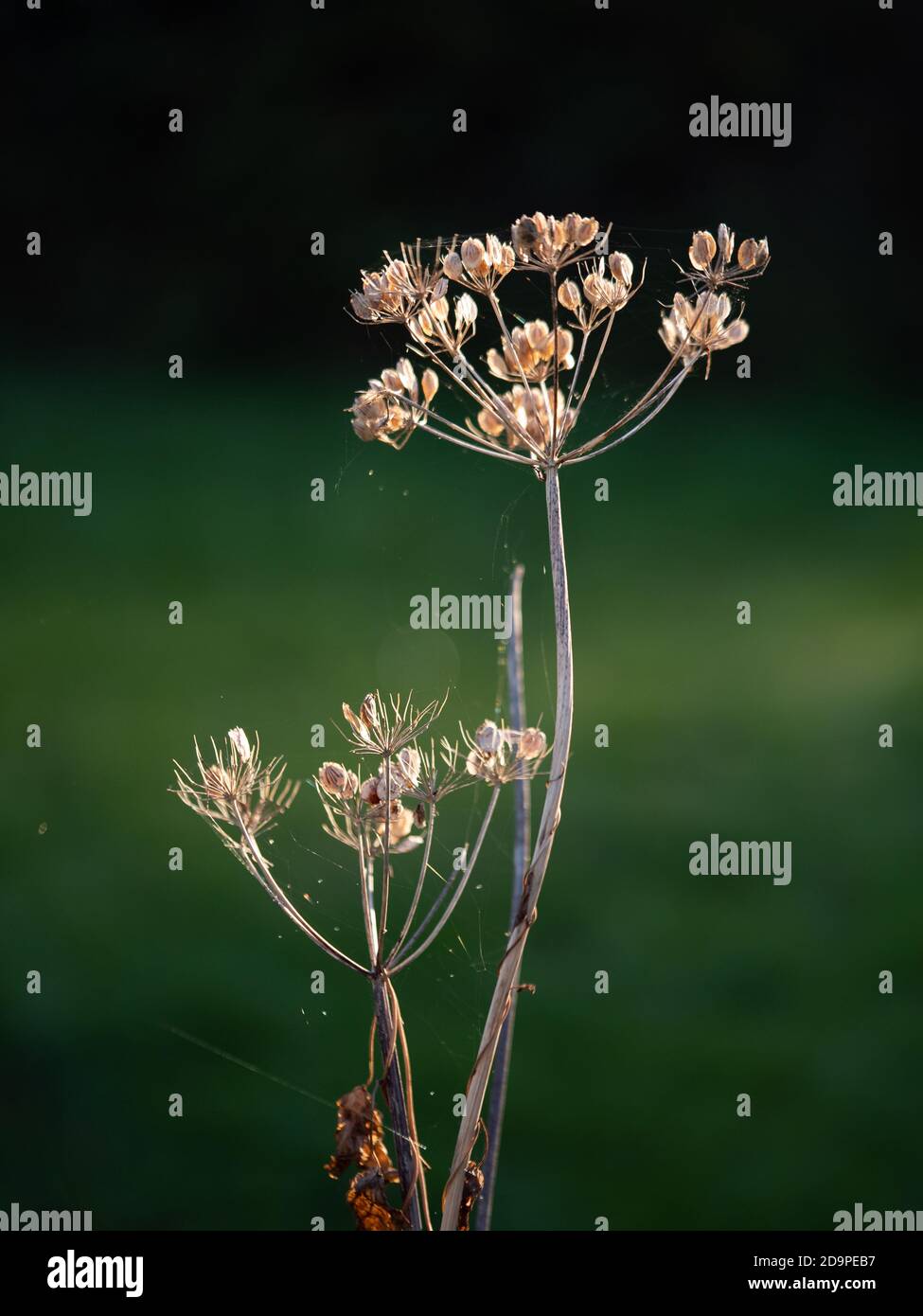 Autunno Sunlit Cowparnip comune, Heracleum sphondylium che mostra semi di baccello. Foto Stock