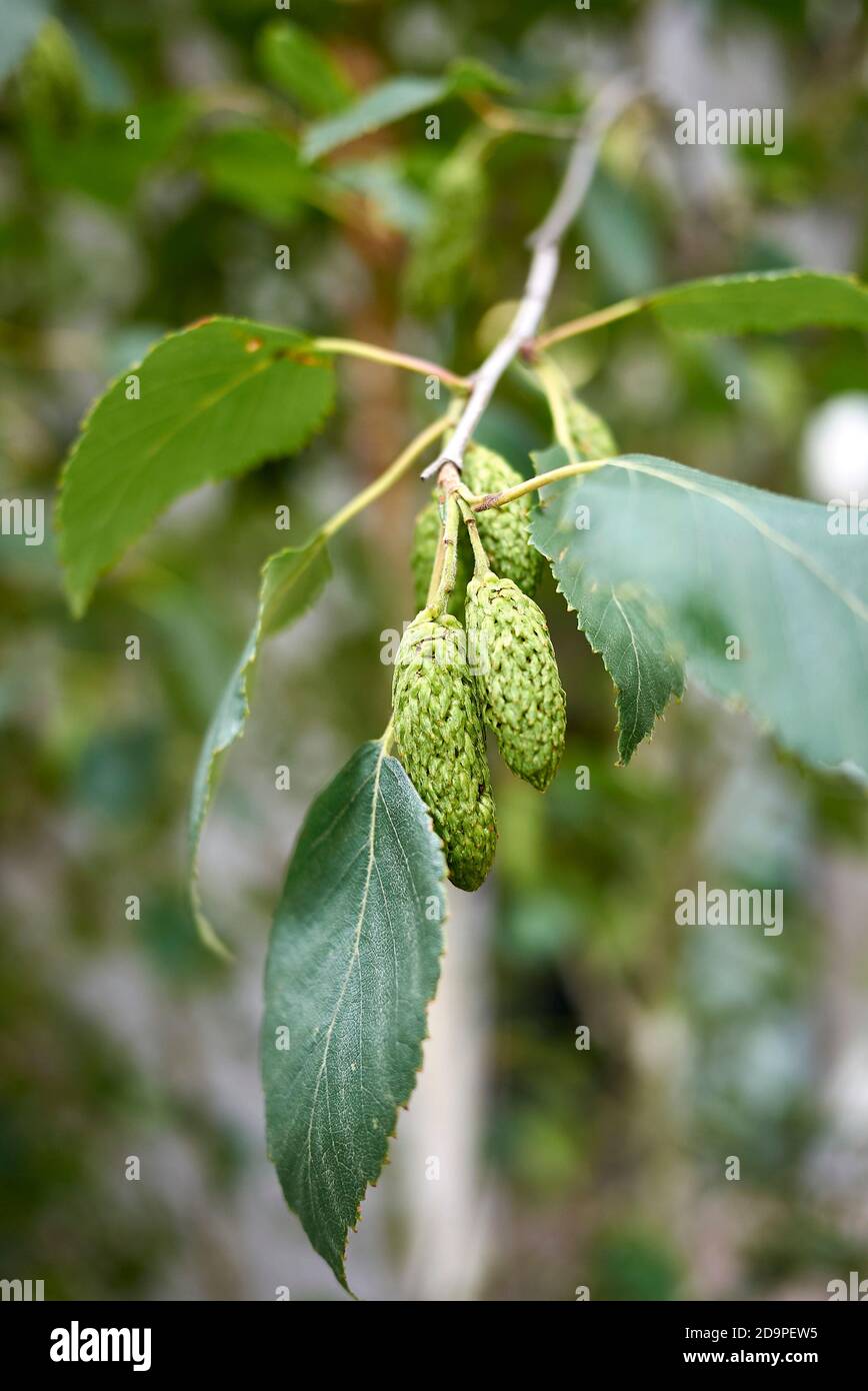 Betula pubescens infiorescenza primo piano Foto Stock