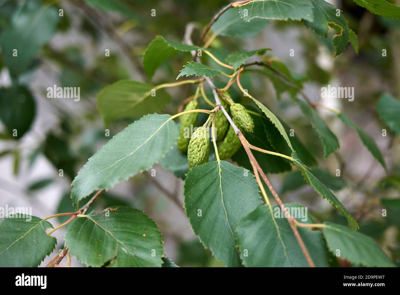 Betula pubescens infiorescenza primo piano Foto Stock